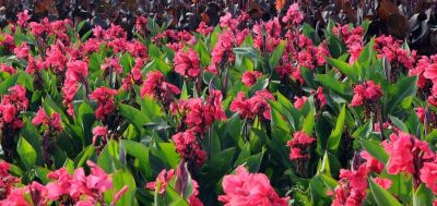 Canna Giant Pink - Bulk Landscaping
